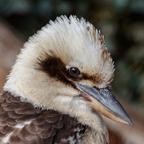 Oscar - Security & Development